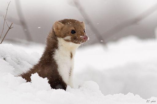 Ferret Ferret