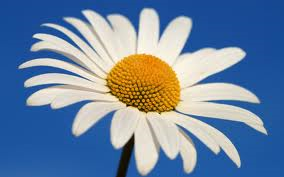 daisy daisy