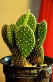 Me is da prick-prick cactus