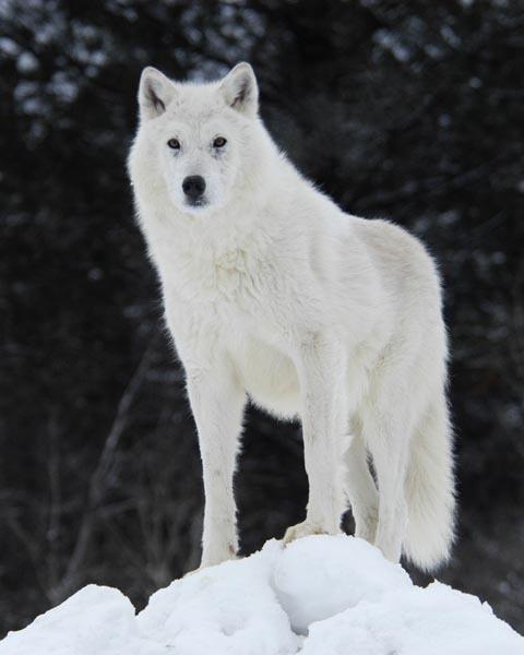 white wolf white wolf