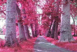 Pink Pink