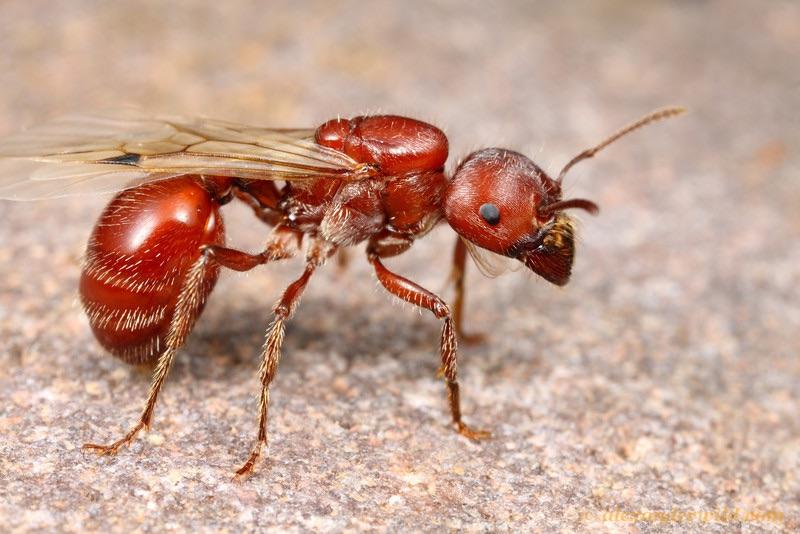 Red Harvest Ant Red Harvest Ant