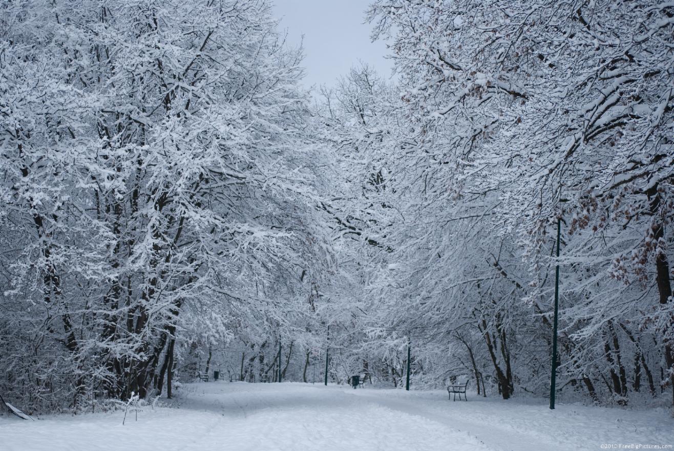 Snowy Snowy