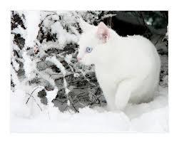 Cloudtail Cloudtail