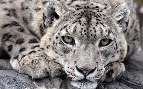 Snow Leopard