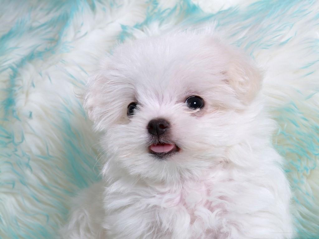 dog dog
