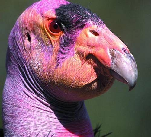 California condor