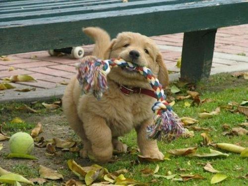 Or Puppy Or Puppy
