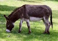 Donkey? Donkey?