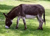 Donkey?