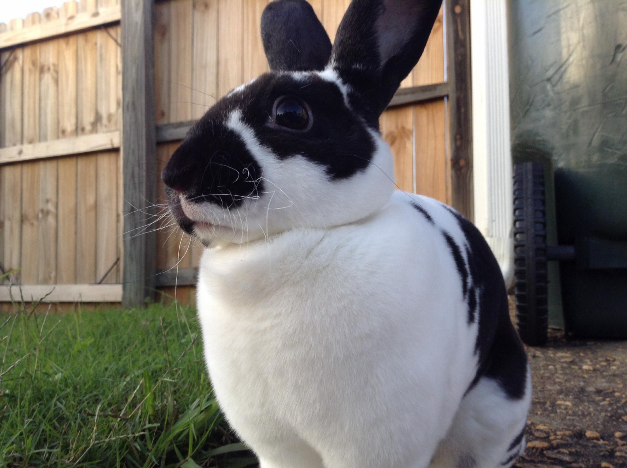 Mini Rex Mini Rex