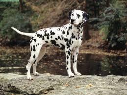 Dalmation Dalmation