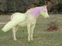 fluttershy real horse