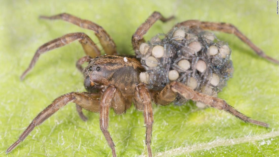Spiders Spiders