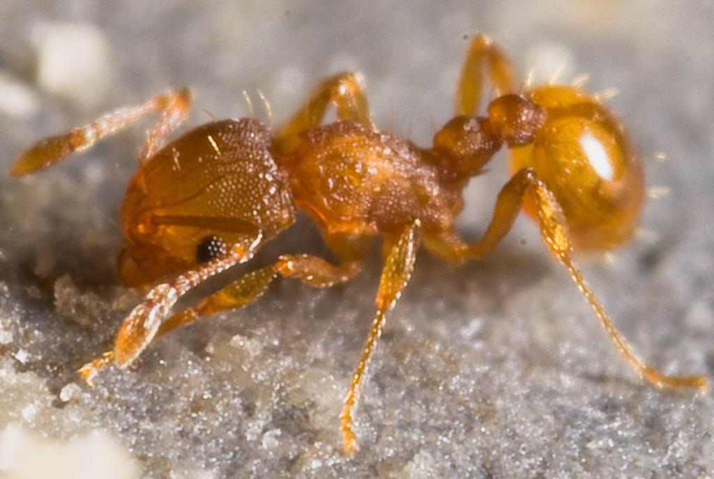 Electric Ant Electric Ant