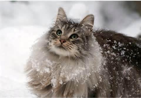 Norwegian Forest Cat Norwegian Forest Cat