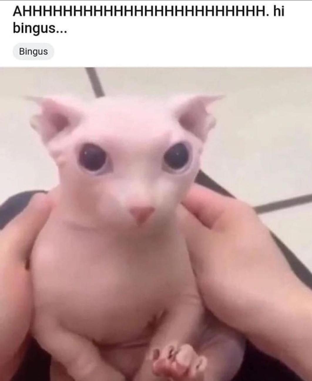 Bingus