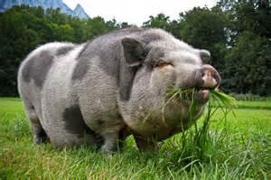 Potbellied Pig