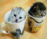 cup kittie