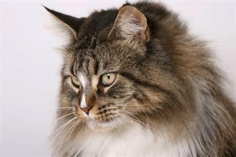 Maine Coon Cat