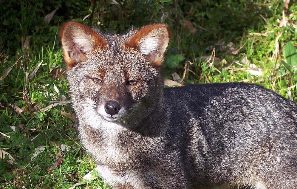 Darwin's Fox Darwin's Fox