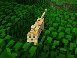 Ocelot Ocelot