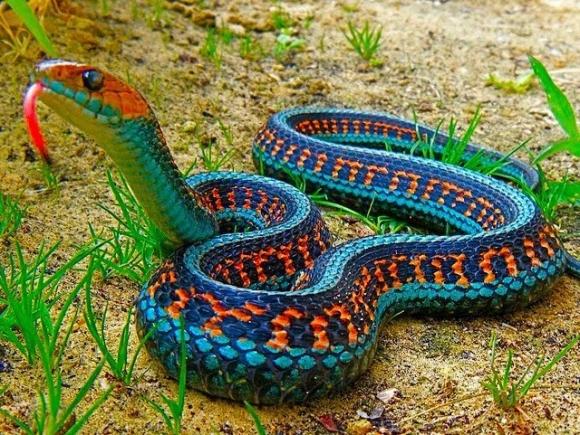 snake snake