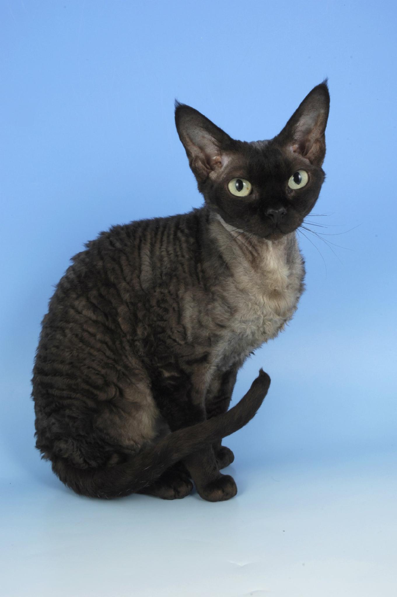 Devon Rex Devon Rex