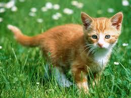 Cats Cats