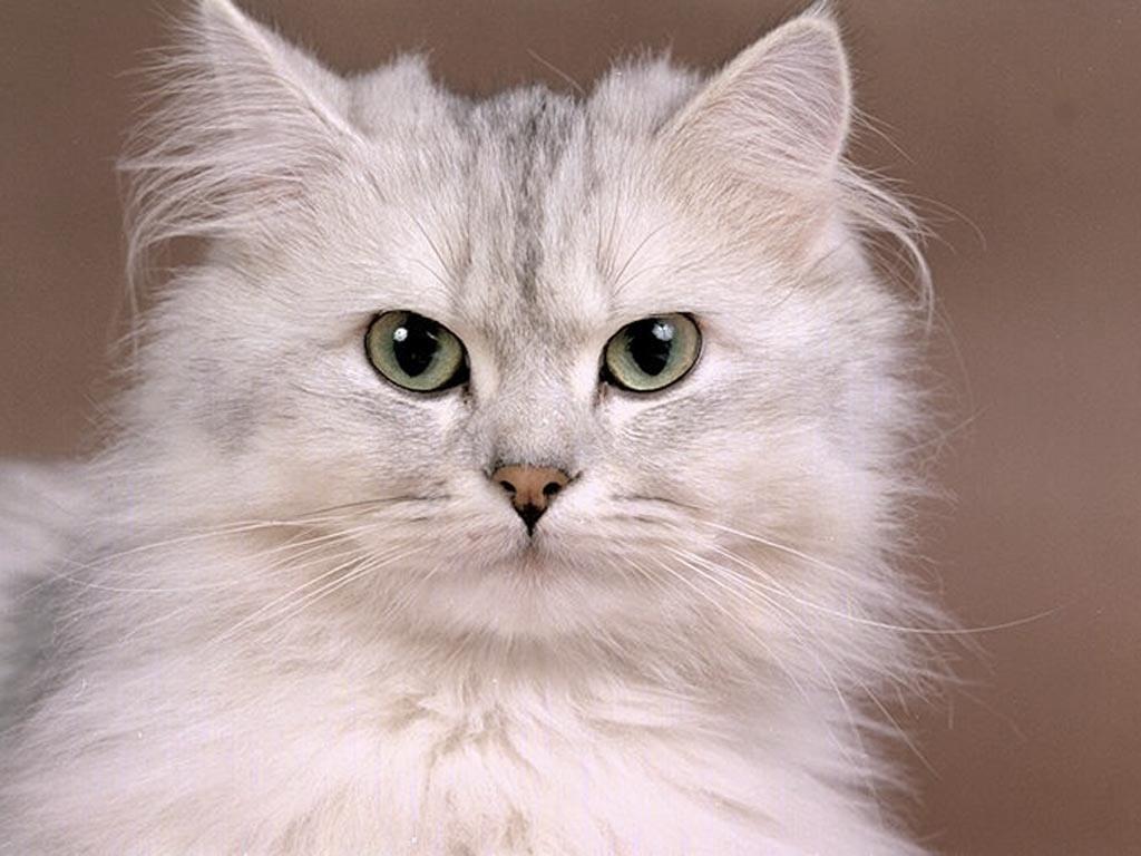 Maybe, but I Really, really, really like cats, too. :P Maybe, but I Really, really, really like cats, too. :P