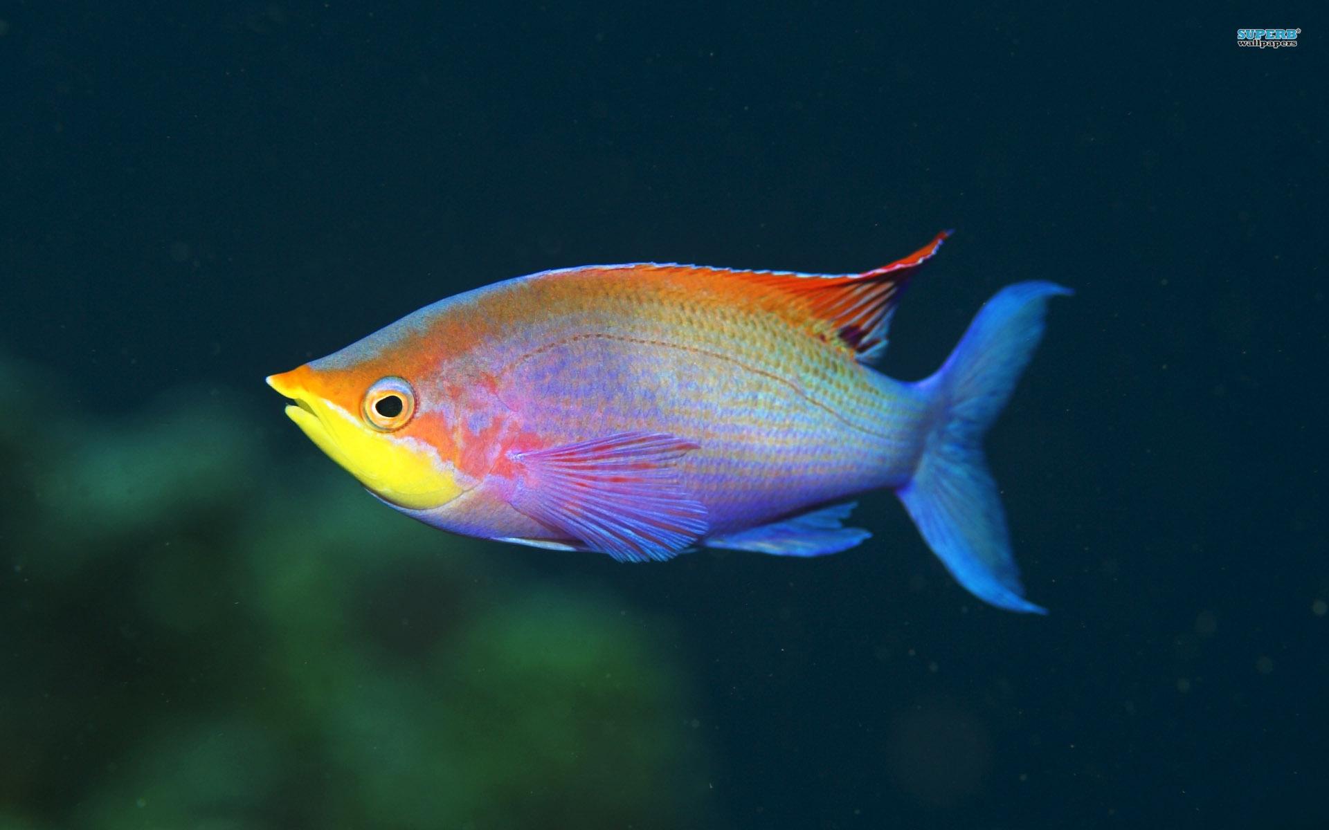 fish fish