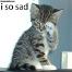 Sad Cat 12