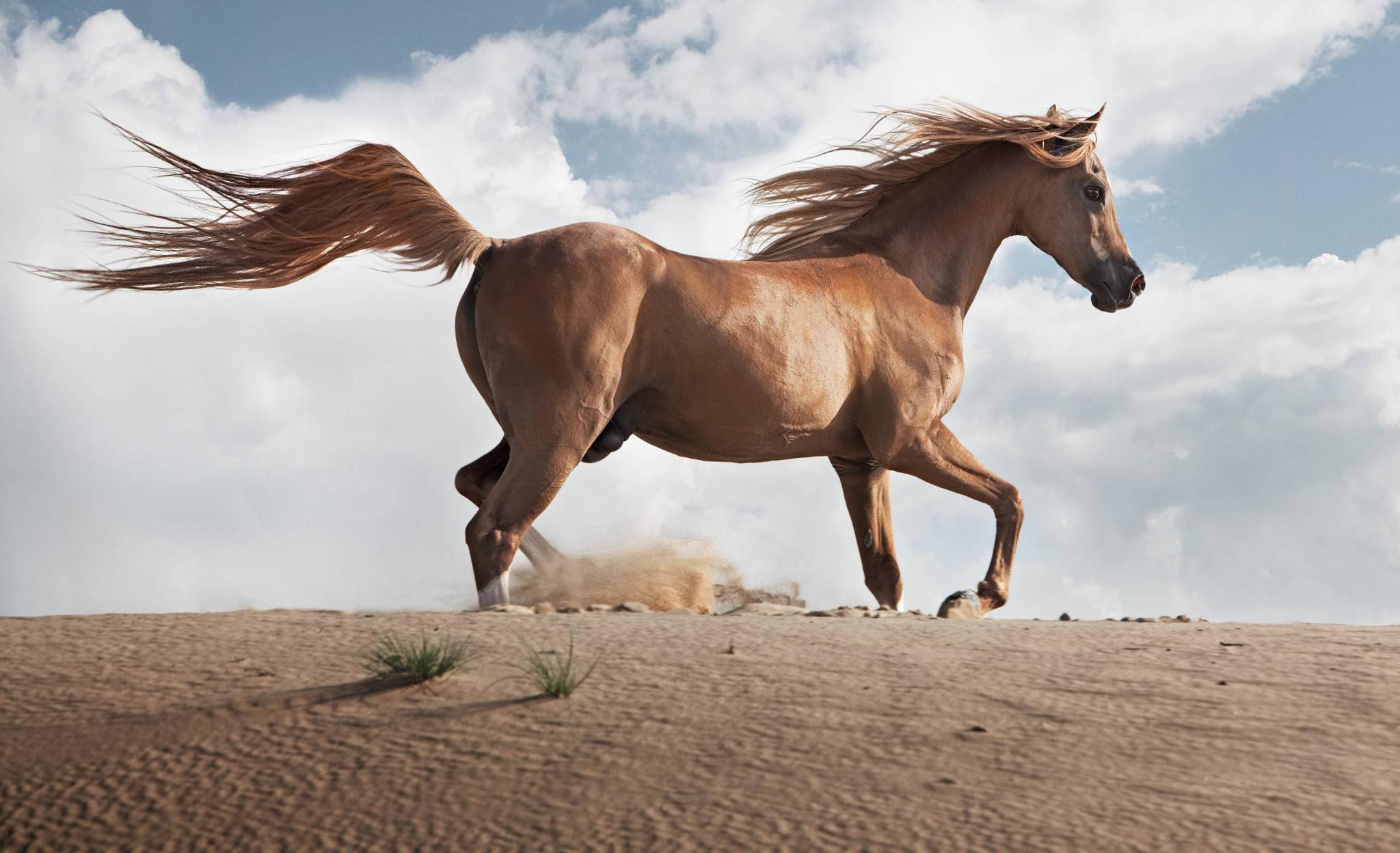 Horse