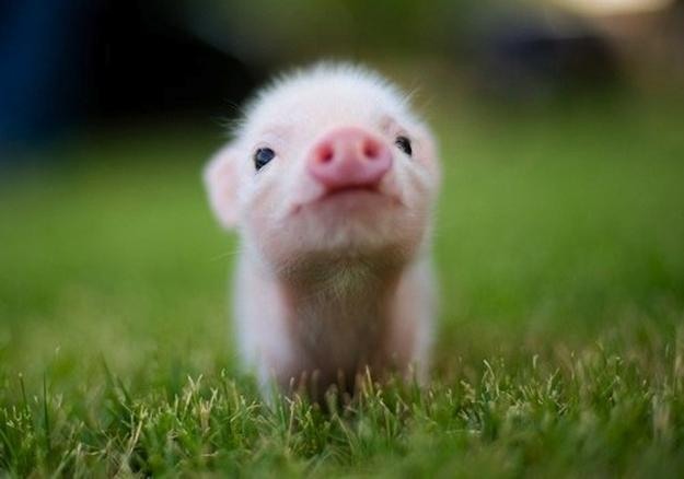 Piggies! Piggies!