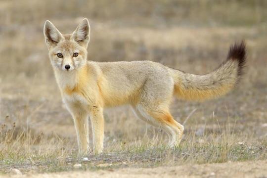 Kit Fox Kit Fox