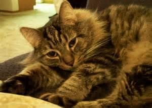 Tabby Cat Tabby Cat
