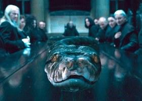 Nagini in my toilet Nagini in my toilet