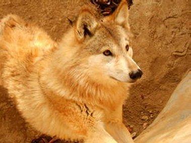 Tibetan Wolf Tibetan Wolf