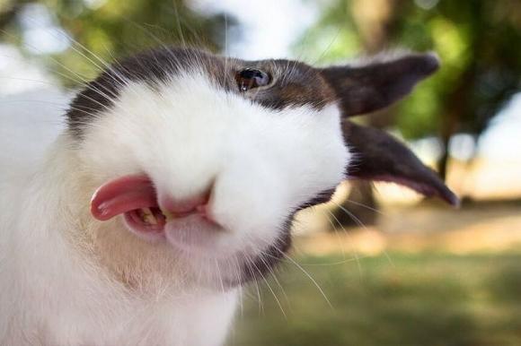 bunny bunny