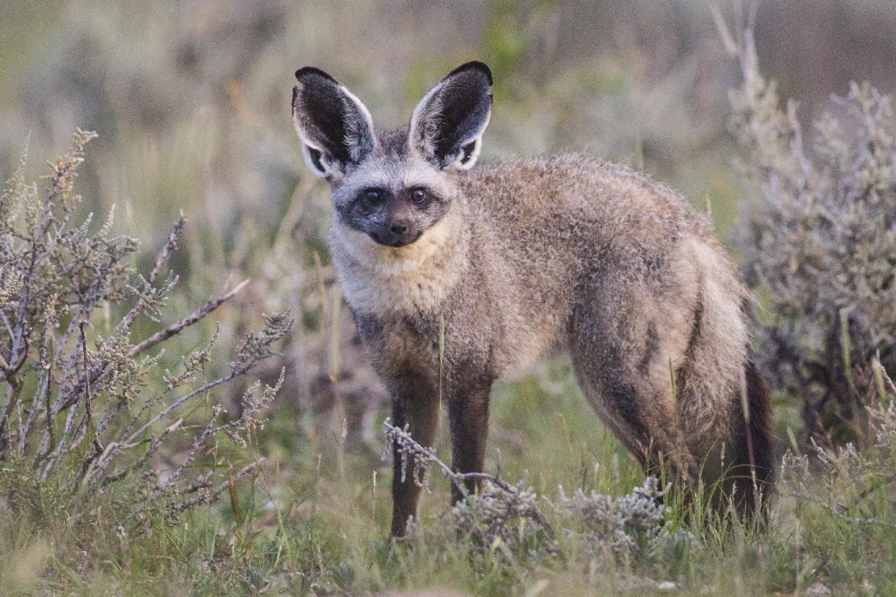 Bat-Eared Fox Bat-Eared Fox