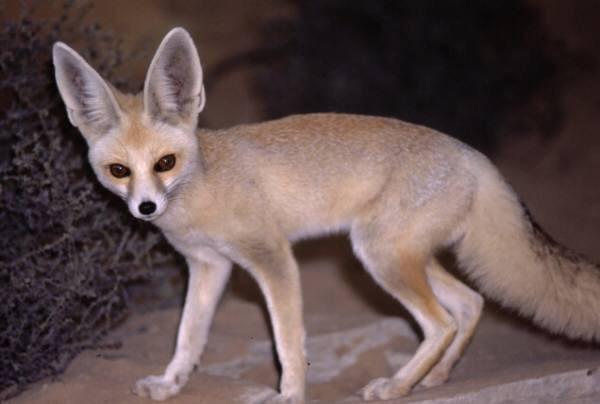 Pale Fox Pale Fox