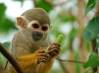 Monkey? Monkey?