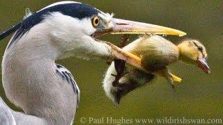 Get your insides eaten to a family ( alive ) Get your insides eaten to a family ( alive )