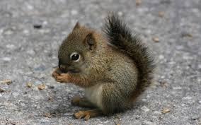 squirrel