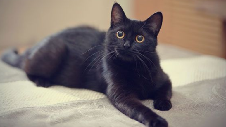 Black Black