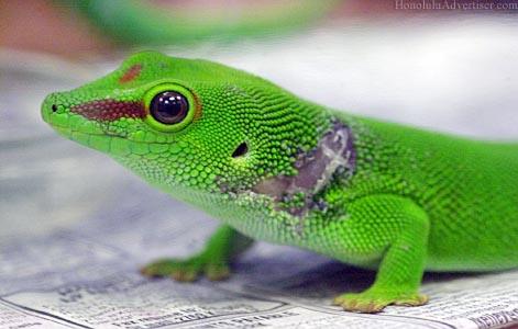 Gecko Chasers Gecko Chasers