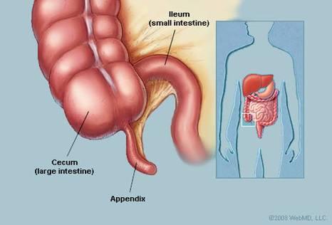 The appendix The appendix