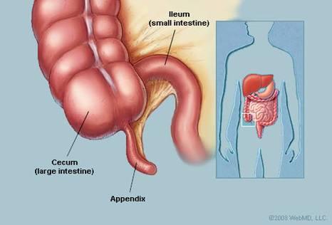 The appendix