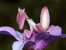 Orchid Mantis (<3)