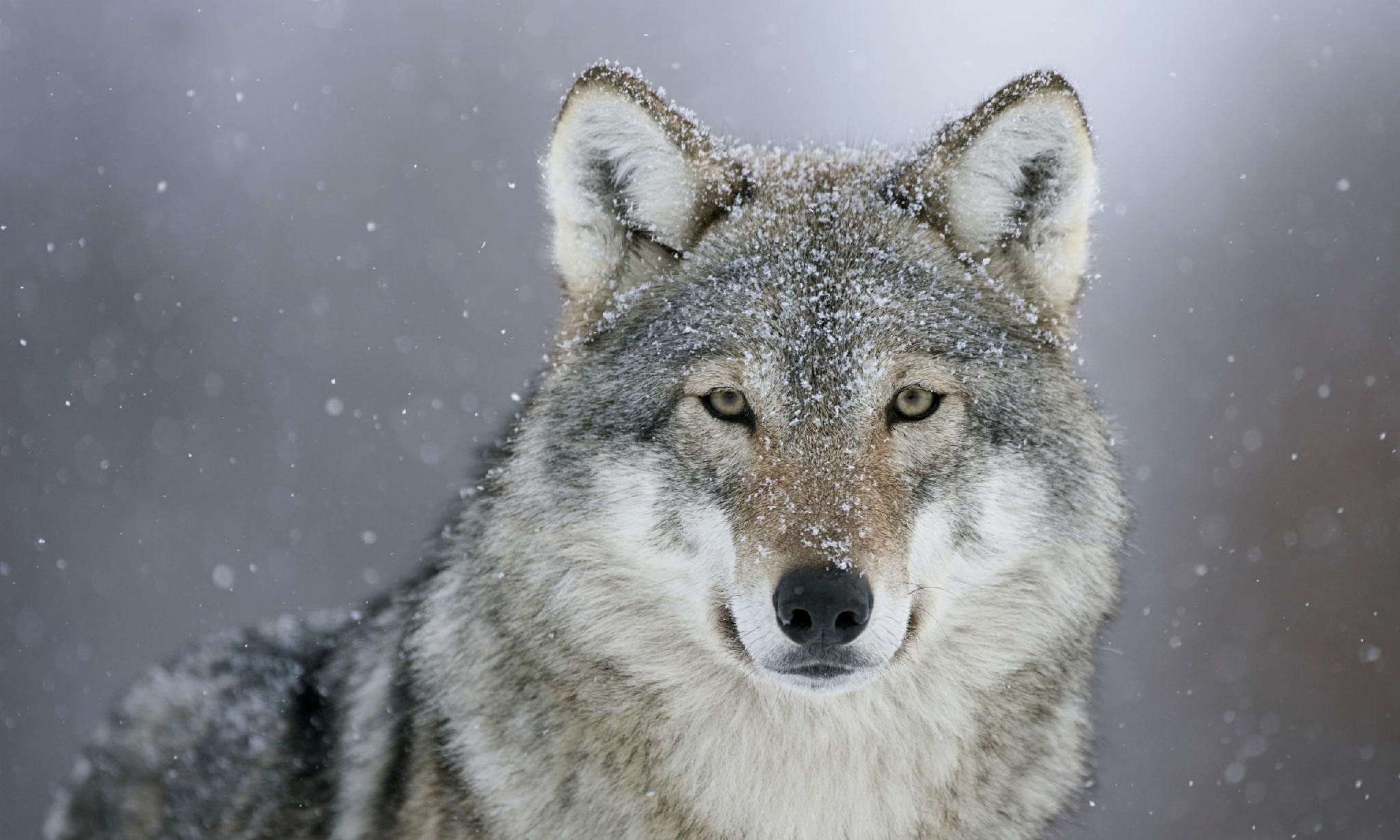 wolf wolf